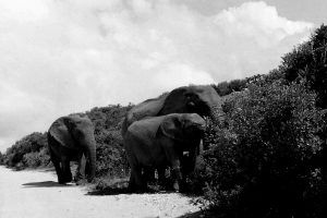ELEPHANTS South Africa